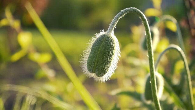 Unripe green poppies heads. Papaver flowers close up. Cultivation of forbidden plants in the garden. Natural drug