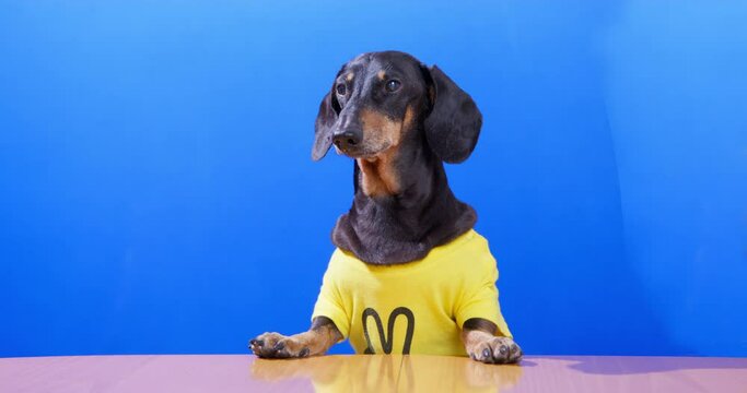Serious dachshund dog in a yellow t-shirt is sitting at a table and barking indignantly, putting its paw on table against background of blue chromakey, studio shooting, front view.
