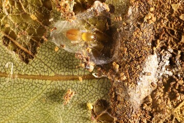 Super-macro dorsal view of  baby Sac Spider (Clubiona) in eucalypt leaf nest, South Australia