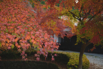 ●秋月紅葉