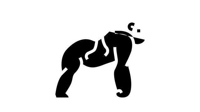 gorilla wild animal glyph icon animation
