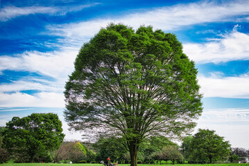 さわやかな季節に、大樹が青空に映える風景