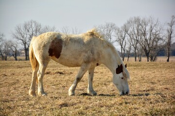 horses in the field