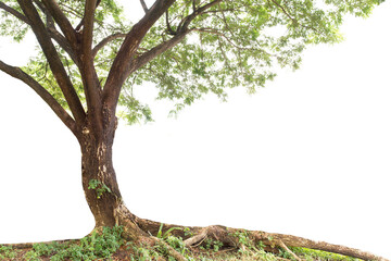 Fototapeta premium isolated big tree on White Background. tropical trees isolated used for design, advertising and architecture