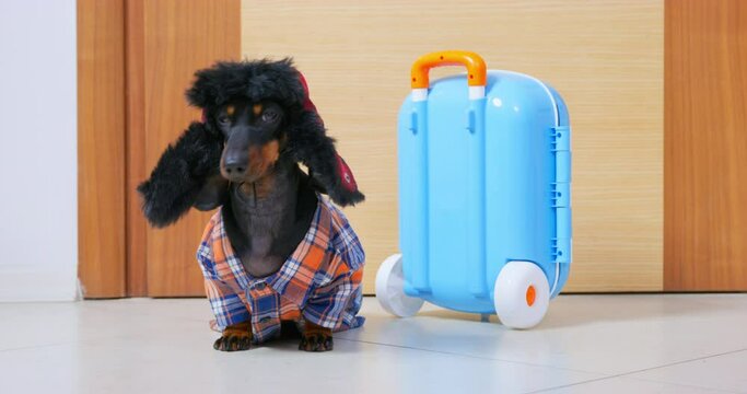 Dachshund dog blue suitcase warm fur hat earflaps is waiting boarding flight delay is bored lying floor announcing joyfully runs. Winter holiday ski resort. Pet clothes anticipation family vacation