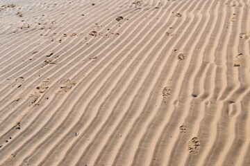 Sand texture background, with foot steps. Wet wavy sand on a wet beach. 