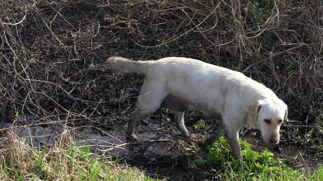 fawn labrador is limping. the dog limps on in the yard along the creek. pet walking outdoor