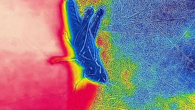 Catching crickets (childs play). Satire of satyr. Thermal impressionism. Vertical video