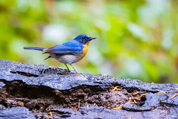 The Indochinese Blue Flycatcher on a branch