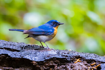 The Indochinese Blue Flycatcher on a branch
