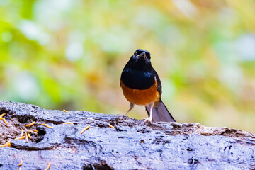 The White-rumped Shama on a branch