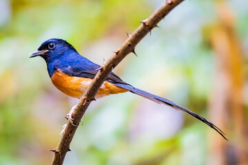 The White-rumped Shama on a branch