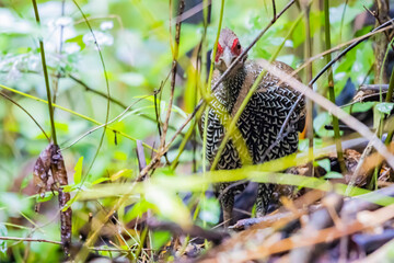 The Kalij pheasant in the forest