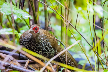The Kalij pheasant in the forest