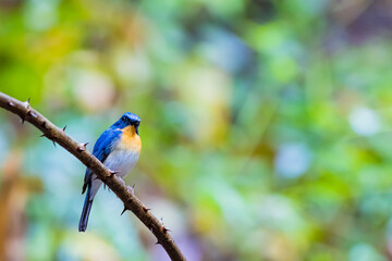 The Indochinese Blue Flycatcher on a branch