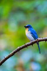 The Indochinese Blue Flycatcher on a branch