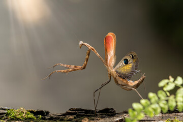 Pre-cupulatory Peacock mantis. The praying mantis was standing on a mossy log. Thailand, Asia.