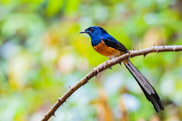 The White-rumped Shama on a branch
