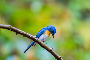 The Indochinese Blue Flycatcher on a branch