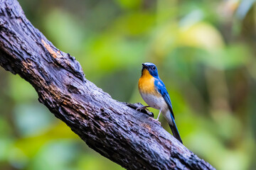 The Indochinese Blue Flycatcher on a branch