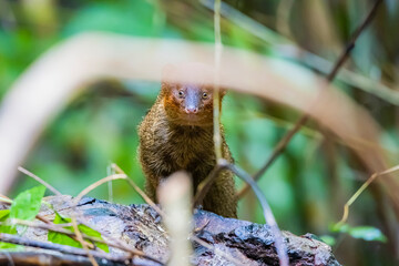 The mongoose in the forest