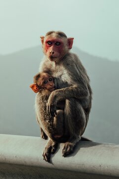 Vertical shot of a mother Rhesus macaque monkey hugging its baby sitting on a mountainous background