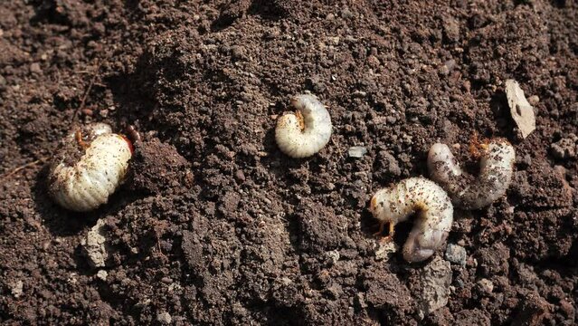 stag beetle caterpillars on open ground trying to dig into the ground. Insect larvae lie on plowed soil in the spring in the garden. transitional life stage of a beetle close-up on a field