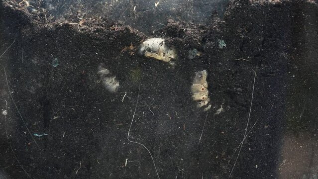 stag beetle caterpillars on open ground trying to burrow into the ground timelapse. Insect larvae lie on the plowed soil in the spring behind glass on the side. beetle transitional life stage close-up
