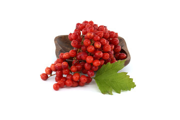 Viburnum opulus or Guelder Rose berries and leaves