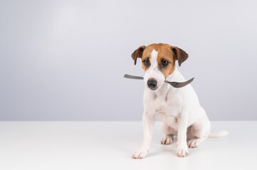Portrait of a dog Jack Russell Terrier holding a fork in his mouth on a white background. Copy space. 