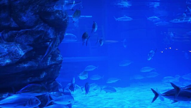 Group of fish swimming among a giant tank in an aquarium.