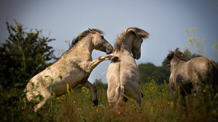 White shiny Konik horses play with each other in the field © Vincent Pieterse/Wirestock Creators