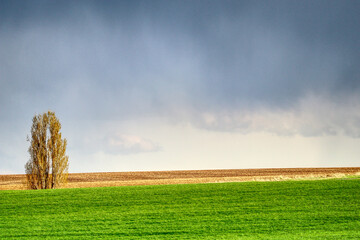 Fototapeta na wymiar Colorful Wheat Field and Sky