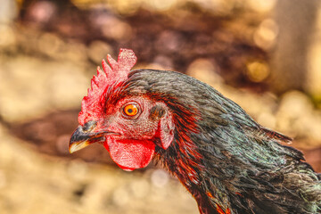 Portrait of a Black Chicken, Farm Animals, Close Up of a Chicken