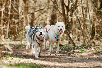 Running Siberian Husky sled dogs on autumn forest dry land, three Husky dogs outdoor mushing