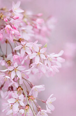 Weeping cherry (weeping sakura tree) in full bloom