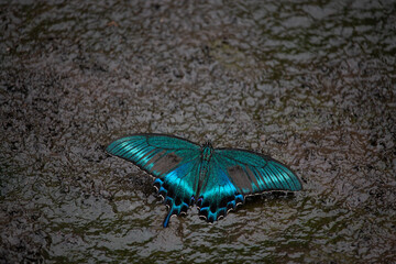 Blue swallowtail butterfly on plain dark background