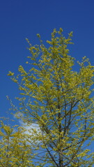 The green and little yellow trees full of the forest in autumn