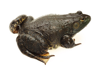 Bullfrog, Rana catesbeiana, against white background, studio shot