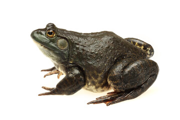 Bullfrog, Rana catesbeiana, against white background, studio shot