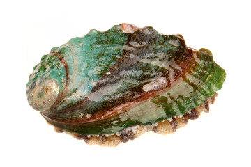 Raw abalones on the white background