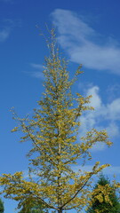 The green and little yellow trees full of the forest in autumn