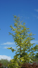 The green and little yellow trees full of the forest in autumn