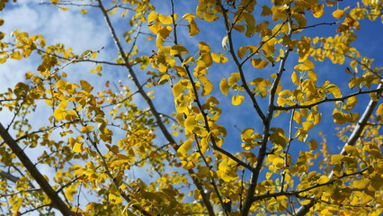 The green and little yellow trees full of the forest in autumn