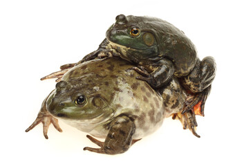 Bullfrog, Rana catesbeiana, against white background, studio shot