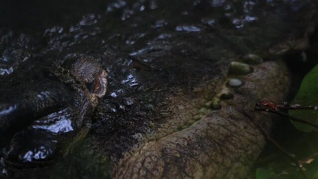A closeup footage of this individual as the camera tilts up, Estuarine Crocodile or Saltwater Crocodile Crocodylus porosus, Philippines.