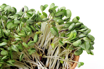 Fototapeta premium Black bean sprouts on white background