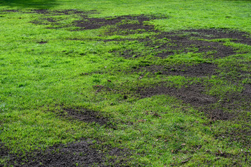 Major lawn repair and reseeding project, fresh seeds and rich topsoil in a green lawn
