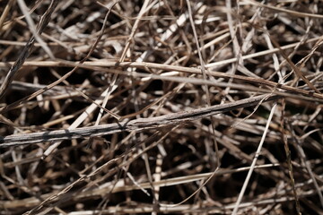 カサカサに枯れた雑草