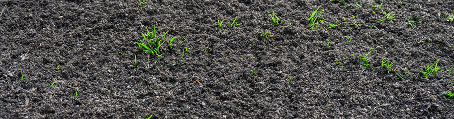 Major lawn repair and reseeding project, fresh seeds and rich topsoil in a green lawn
